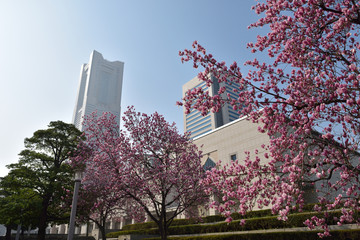 みなとみらい地区　横浜美術館とモクレン