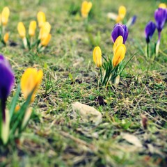 spring crocuses