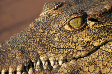 Crocodile Eye