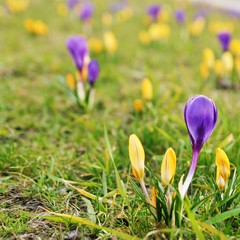 spring crocuses