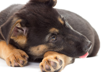 puppy lying on a white background isolated, close-up