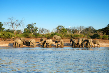 Elephant herd