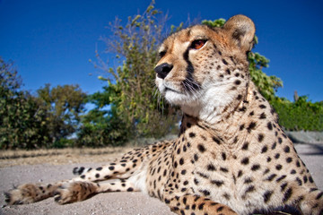 Obraz premium Cheetah