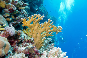 Fototapeta na wymiar coral reef with fire coral in tropical sea-underwater