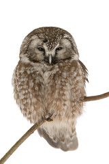 Raufußkauz, Boreal owl, Aegolius funereus