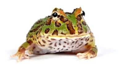 Crédence de cuisine en verre imprimé Grenouille frog pacman(ceratophrys ornata)