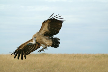 Vulture landing