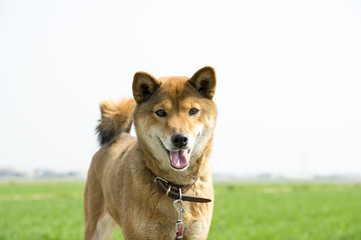 日本の柴犬