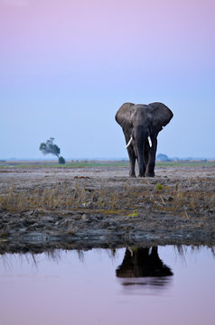 Lone Bull