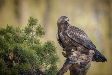 Obraz premium Golden eagle with prey