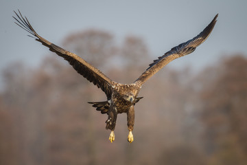 White-tailed (sea) eagle