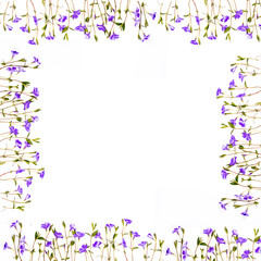 blank frame periwinkle flowers