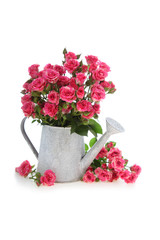 Bouquet of roses in a watering can