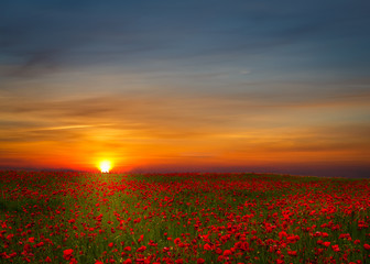 Plakat Field of red poppies