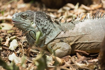 Green iguana