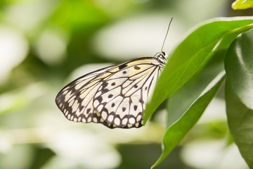 Butterfly on green leaf
