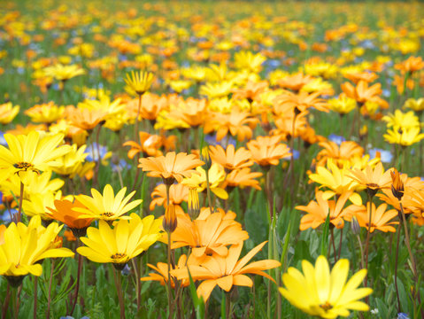 155 Best アフリカキンセンカ Images Stock Photos Vectors Adobe Stock 155 Best アフリカキンセンカ Images Stock Photos Vectors Adobe Stock