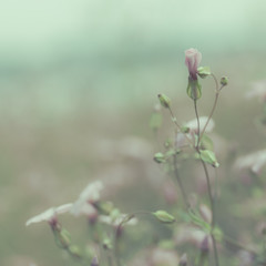 Pink retro flowers background
