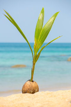 A Seed Of A Palm Tree ( Coconut ) Growing On Beautiful Beach.