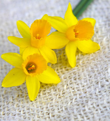 Yellow narcissus .