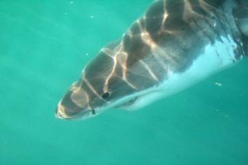 Great White Shark