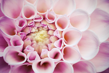 Image complète du dahlia à fleurs
