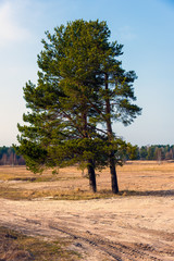 Lonely pine trees on field