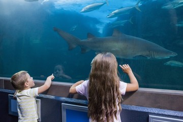 Little siblings looking at fish tank