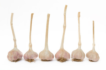 Garlics on white background