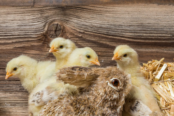 Chicks with easter eggs in a easter nest.