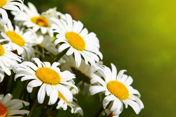 White daisy flowers .