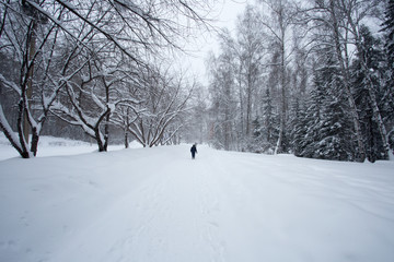 Magical winter forest