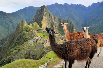 Crédence de cuisine en verre imprimé Machu Picchu Llamas at Machu Picchu, lost Inca city in the Andes, Peru