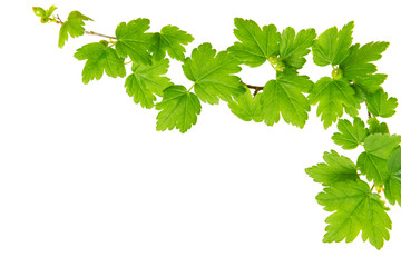 Green leaves isolated.