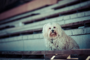 Auf der Tribüne © R.Bitzer Photography