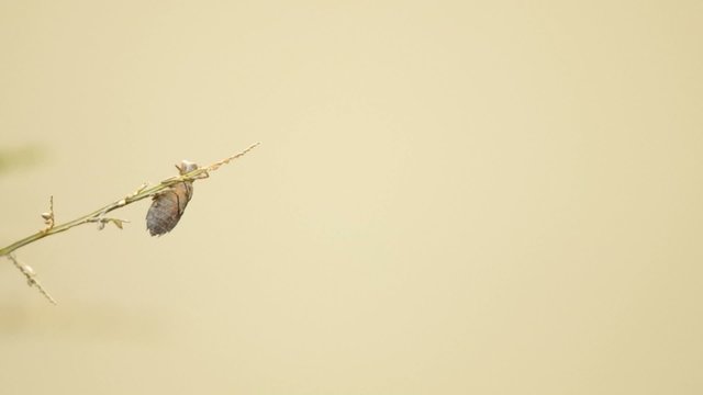 dragonfly is flying and returning on twig with dragonfly exuvia