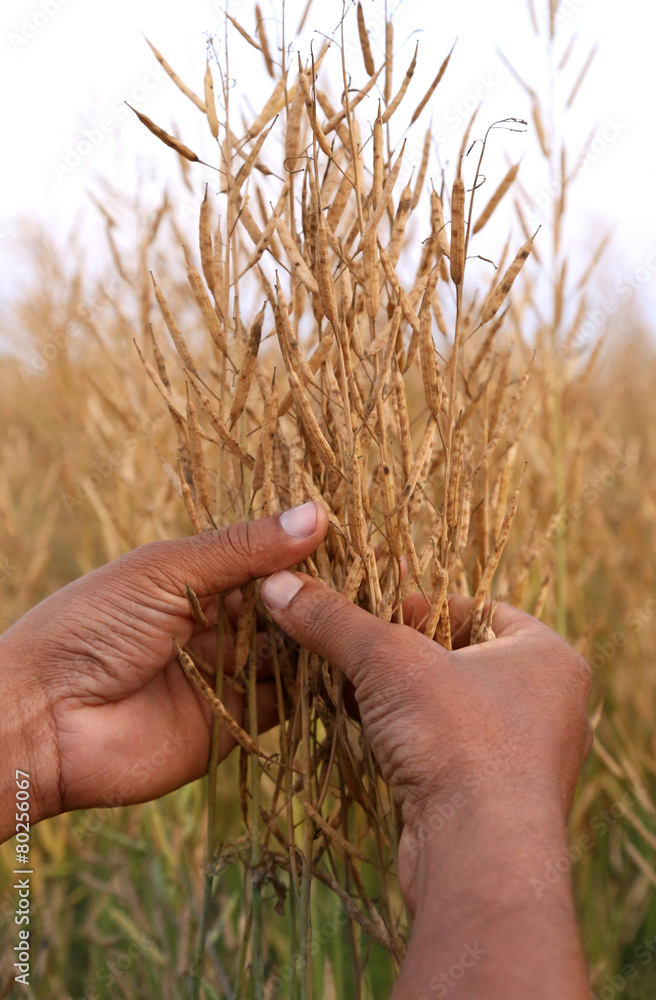 Poster hand holding golden mustard