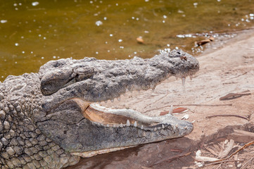 Nile crocodile