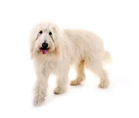 Goldendoodle – gehend