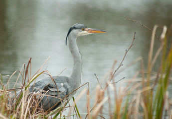 Reiher am Teich
