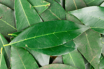 Background of bay leaves.