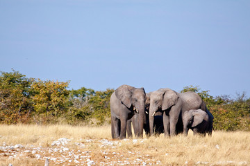 Obraz premium Elephant herd