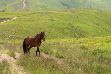 Fototapeta na wymiar horses and mountains landscape