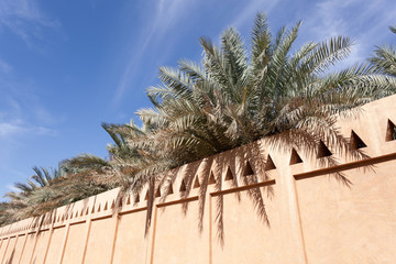 Naklejka premium Palm Trees in the Al Ain Oasis, Emirate of Abu Dhabi