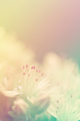 Fototapeta premium flowers