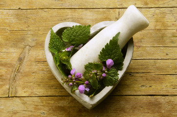 Urtica dioica قراص كبير Ortica Stinging nettle Крапива двудомная
