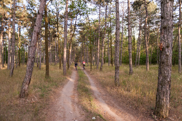 Fototapeta premium Pine forest
