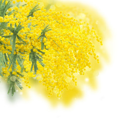 French mimosa