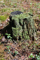 stump covered with moss