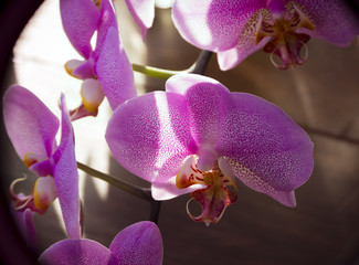 Very rare purple orchid. Closeup.